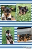 AKC Yorkie 8 Weeks old