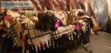 Mini Schnauzers for Sale