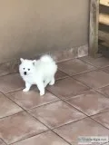 American Eskimo