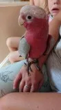 1-2 Galah Cockatoo Parrots (rescue)