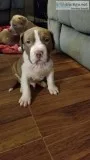 Chocolate American Pit Bulls