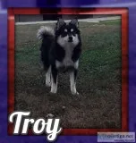 Troy Male Pomsky