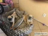 Pugs