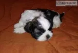 Akc Shih tzu puppies