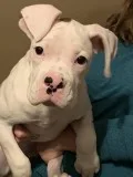 AKC boxer puppies