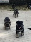 Registered German shepherd puppies