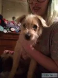 Free Dog