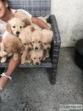 Golden Retriever Puppies