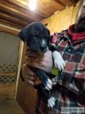 Akc black white great Dane female