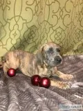 Great Danes akc
