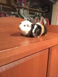 2 female Guinea Pigs