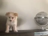 PomeranianChinese crest puppy for sale