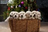 English Cream Golden Retriever Pups