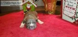 American Bully Puppies