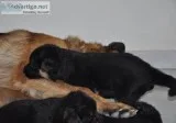 german shepherd for sale at give away price