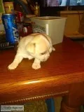 Chugs
