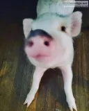 Micro Pig