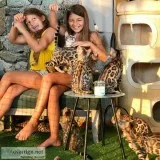 Bengal Kittens for sale