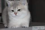 british shorthair girl