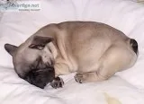 French bulldog puppies