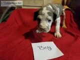 Male harlequin akc blue great Dane