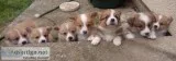 Pembrokeshire Corgi Puppies