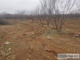 Land clearing of small brush