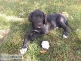 Akc great dane puppies