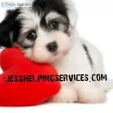 Hey are you looking for a dog walker or pet sitter then im what 