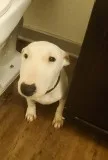 Bull terrier white female puppy