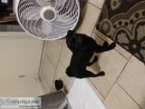 Black pug