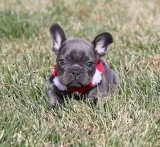 AKC Blue French Bulldog Puppy Boy (Earl)
