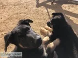 German Shepherd Puppies
