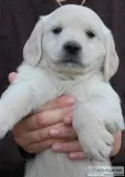 Beautiful Mini Golden Retrievers