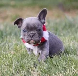 AKC Blue French Bulldog Puppy Girl (Fia)