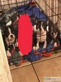 Boston Terriers