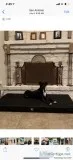 1yr old male boxer.