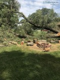 tree removal and trimming