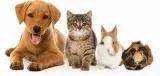 Your dog will feel like a pup again