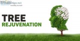 TREE REJUVENATION - Recover Replant Restore