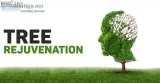 TREE REJUVENATION - Recover Replant Restore