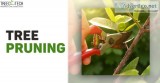 Pruning is one of the best things you can do for your trees
