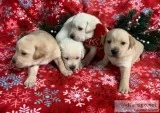 Labrador Retriever puppies