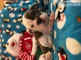 WRINKLY ENGLISH BULLDOGS 650