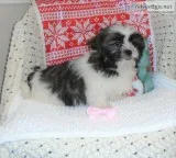 Fluffy Hypoallergenic Havadoodle Baby Girls