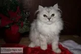 Shaded Silver Persian Female