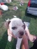 Pitbull puppies for sale