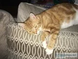 Male Cat 