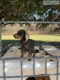 Doberman puppies