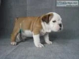 13 weeks old male and female English bulldog puppies